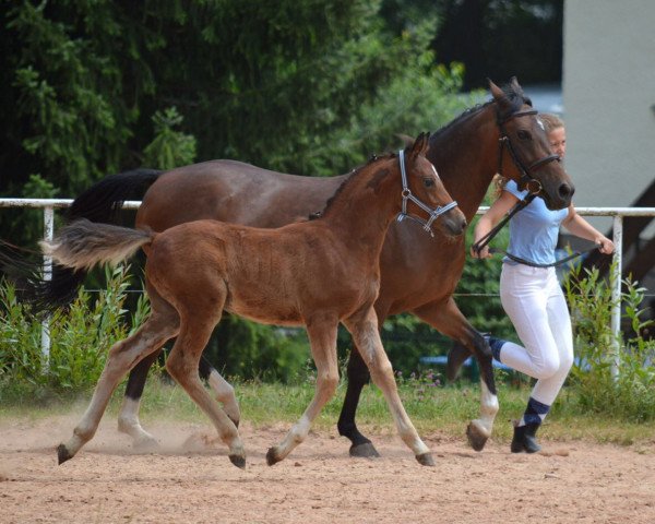 horse Gidron (German Riding Pony, 2017, from Hesselteichs Grimaldi)