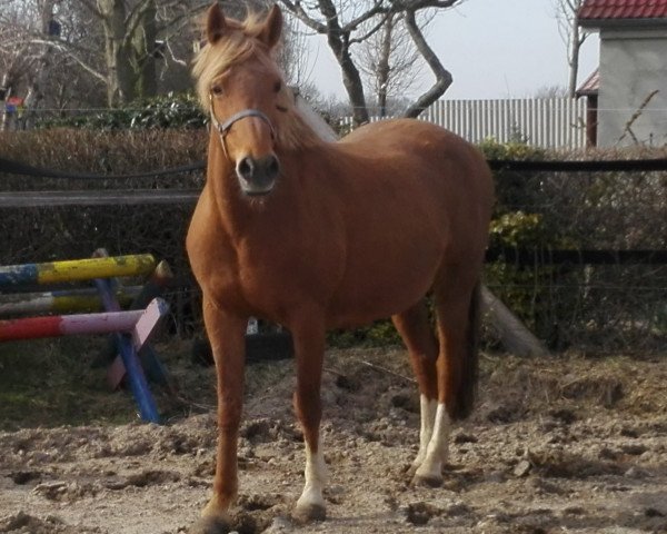 broodmare Babette (German Riding Pony, 2005, from Aragon N)