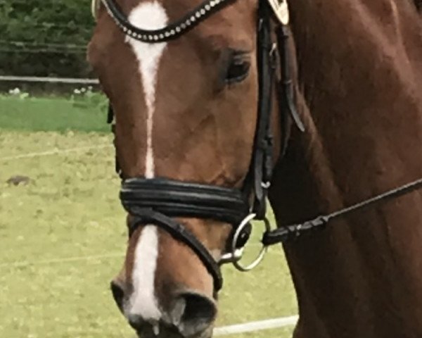 dressage horse Estragon 25 (Oldenburg, 2014, from Edward 28)