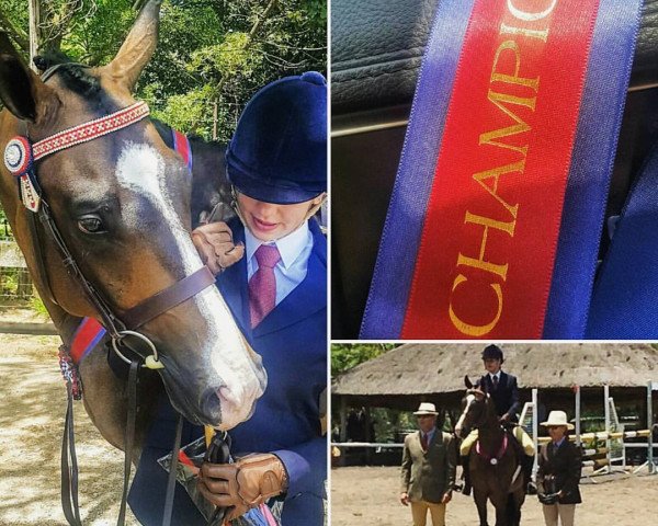 Cavallo Neuland Dreamcatcher (Sangue caldo sudafricano, 2011, di Rivendell Dickens)