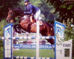 jumper Contadina S (Hanoverian, 2011, from Contendro I)