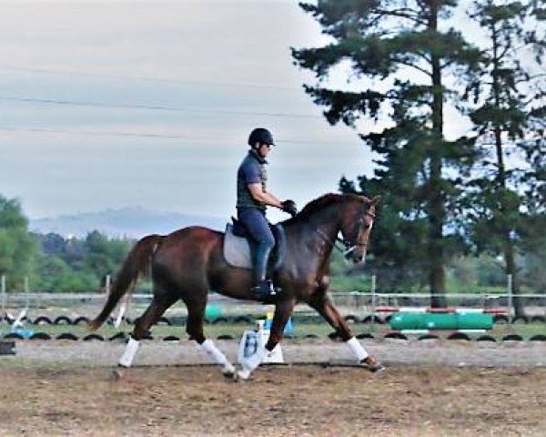 horse Neuland Rubin Royal (South African Warmblood, 2008, from Real Dream)