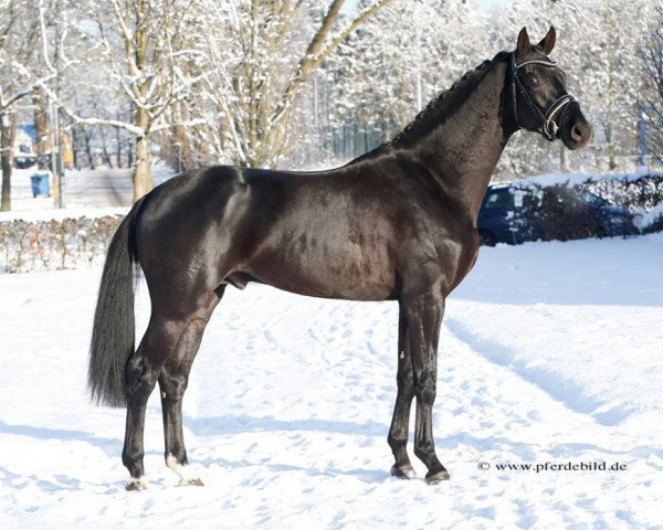 stallion Florisson (Oldenburg, 2013, from Fuechtels Floriscount OLD)