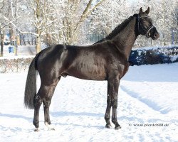 Deckhengst Florisson (Oldenburger, 2013, von Fuechtels Floriscount OLD)