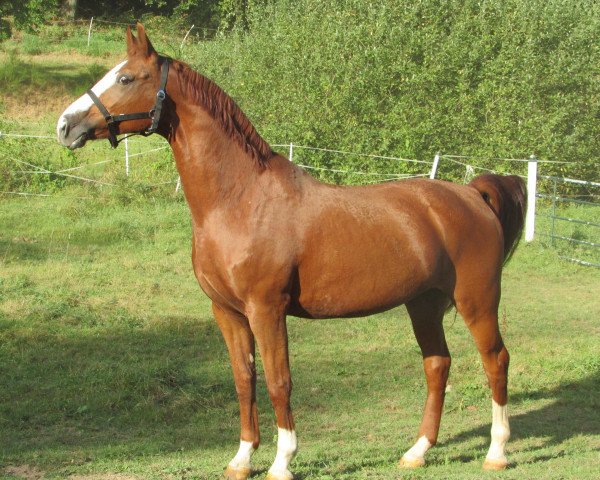 broodmare A Drei (Westphalian, 2000, from Argentinus)