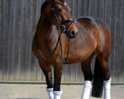 broodmare Norderney 6 (German Riding Pony, 2012, from Nemax)
