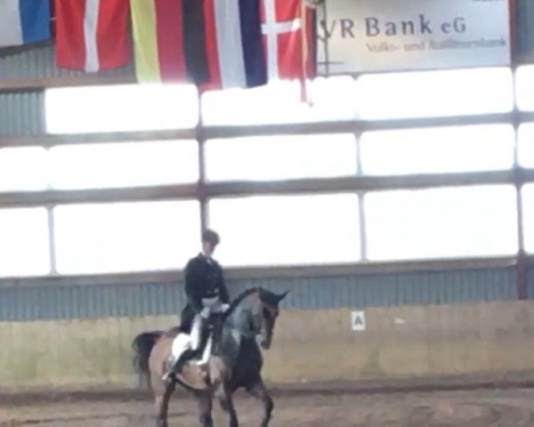 dressage horse For Noblesse (Hanoverian, 2007, from For Edition)