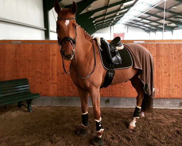 dressage horse West Point-K (Hanoverian, 2001, from Waterford)