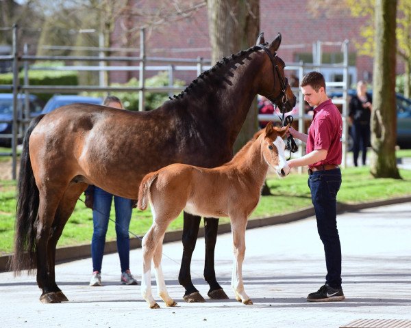 Pferd Quittengold (Holsteiner, 2018, von Quidam's Rubin)