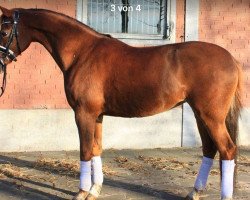 jumper Schadijkerhof's Froukje (Nederlands Welsh Ridepony, 2010, from Bowe)
