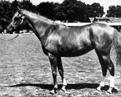 broodmare Gleaming Gold ox (Arabian purebred, 1950, from Indian Gold ox)
