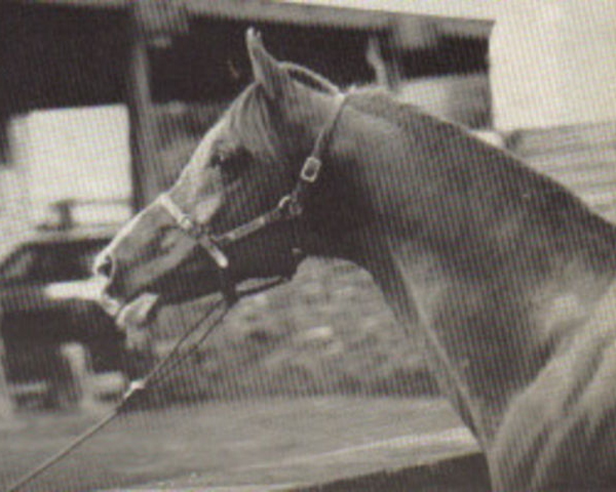 stallion Gold Rex ox (Arabian purebred, 1960, from Alexus ox)