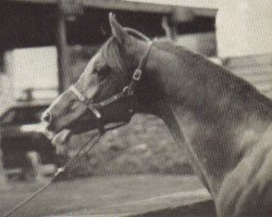 stallion Gold Rex ox (Arabian purebred, 1960, from Alexus ox)