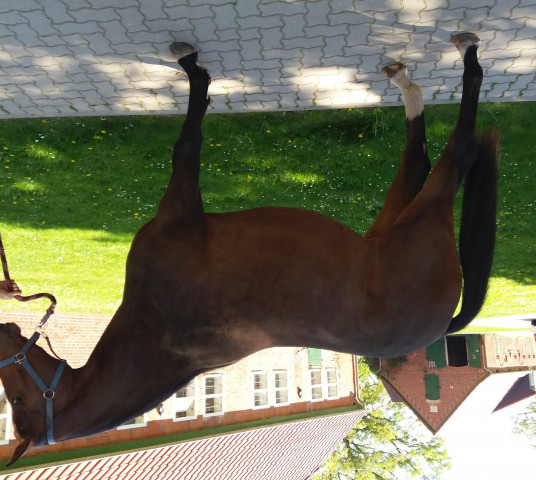 horse Caray (Oldenburg, 2016, from DSP Dominy)