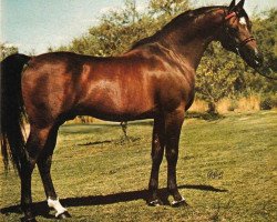 stallion Le Bask ox (Arabian purebred, 1966, from Bask ox)