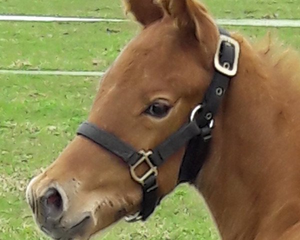 stallion Dare to Dream (Hanoverian, 2018, from Glock's Dream Boy)