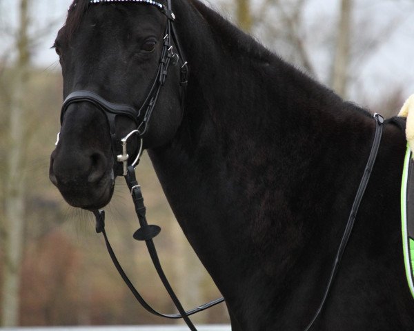 jumper Santana Fee (Zweibrücken, 2008, from Sir Alfred)