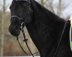 jumper Santana Fee (Zweibrücken, 2008, from Sir Alfred)