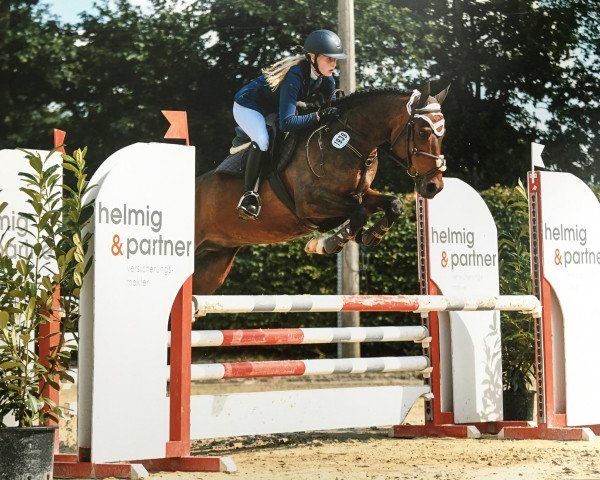 Springpferd Nuno 10 (Deutsches Reitpony, 2009, von Nibelungenheld)