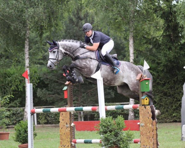 jumper Corrino 3 (Holsteiner, 2009, from Corrado I)