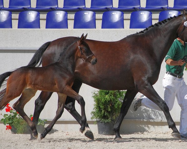 broodmare Rocio (Rhinelander, 2000, from Raschid N)