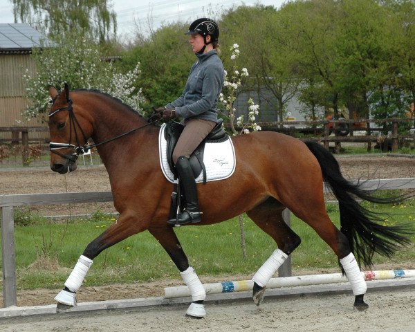 Pferd Felicita ST (Oldenburger, 2014, von For Romance I)