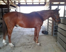 jumper Zorro 85 (Hanoverian, 1994, from Zeus)