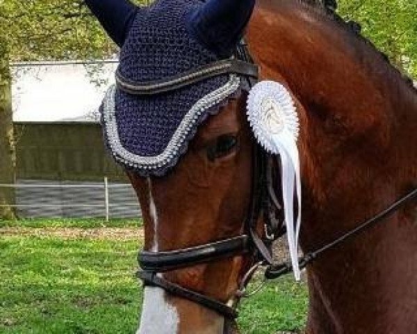 jumper Cafe Lavie (Oldenburg show jumper, 2012, from Cafe au lait 2)