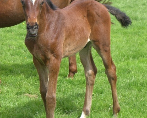 horse emil (Hanoverian, 2018, from Emilio)