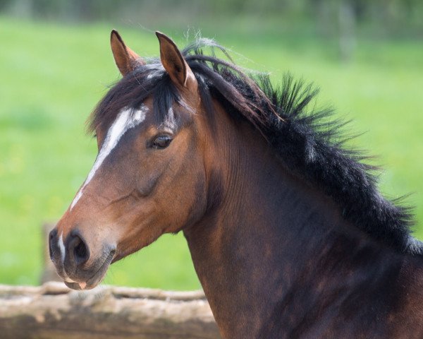 dressage horse Bergfee 35 (German Riding Pony, 2008, from Batman)