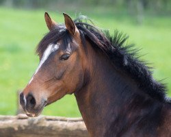 dressage horse Bergfee 35 (German Riding Pony, 2008, from Batman)