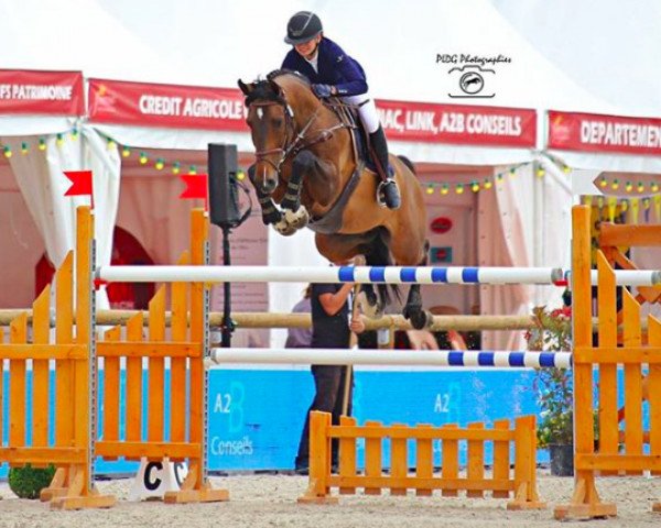Springpferd Crack de Preuilly Z (Zangersheide Reitpferd, 2007, von Canturo)