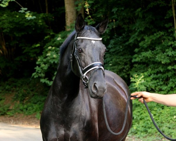 broodmare Toskana (Oldenburg, 2001, from Donatelli I)