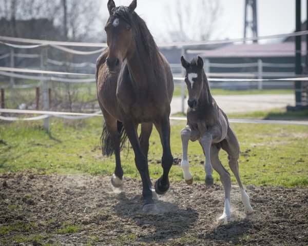 horse Deep Blue (Austrian Warmblood, 2018, from DeLorean)