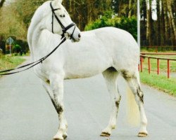 jumper Grace de Luxe 5 (Oldenburg show jumper, 2010, from Causa Confido V.D.R.)