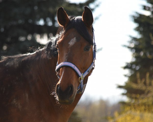 broodmare Comtess 195 (German Sport Horse, 2009, from Contract)