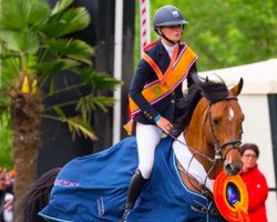 stallion Ambler Gambler (KWPN (Royal Dutch Sporthorse), 2005, from Colander)