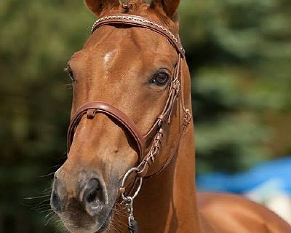 Pferd Goldammer (Trakehner, 1993, von Nerv 1370)