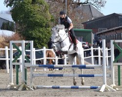 broodmare Cassiana 11 (Holsteiner, 2007, from Cassiano)