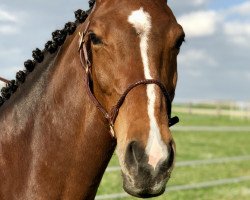 broodmare Latoura 4 (Bavarian, 2008, from Contendro I)