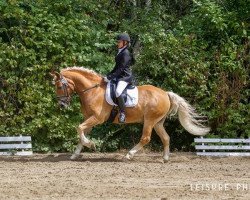 dressage horse Samson 454 (unknown, 2000)