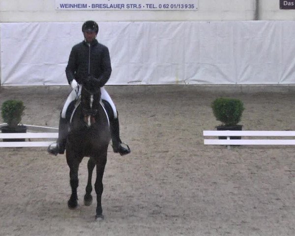 Reitturnier Viernheim 2018