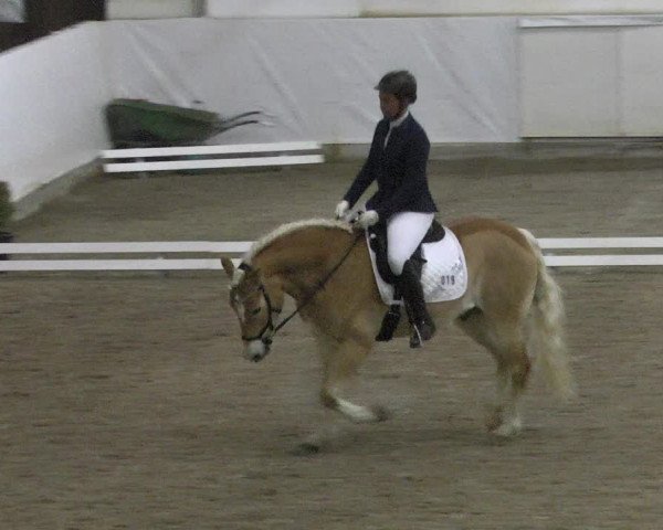 Reitturnier Viernheim 2018