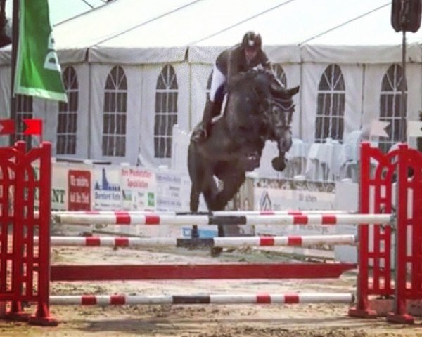 jumper Cassiopeia Z (Zangersheide riding horse, 2013, from Casalito)