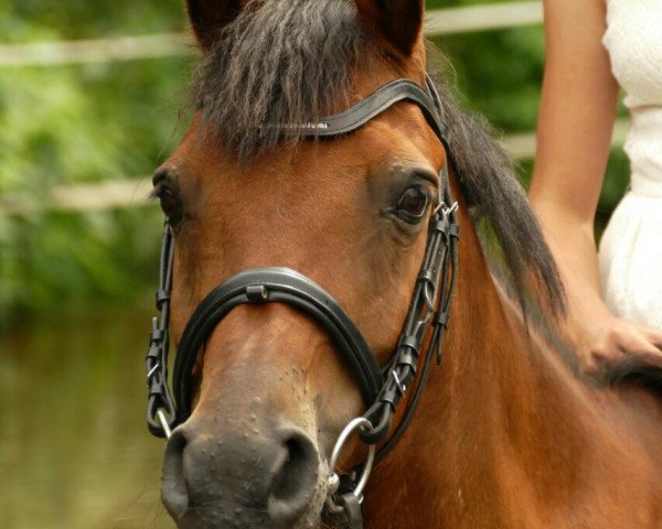 broodmare Lucil (German Riding Pony, 1999)