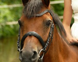 broodmare Lucil (German Riding Pony, 1999)