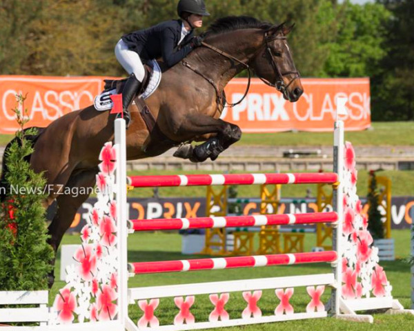 jumper Crack Uno (KWPN (Royal Dutch Sporthorse), 2007, from Numero Uno) jumper Crack Uno (KWPN (Royal Dutch Sporthorse), 2007, from Numero Uno)