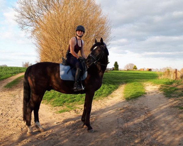 Dressurpferd Carismo 27 (Trakehner, 2008, von Checkpoint)