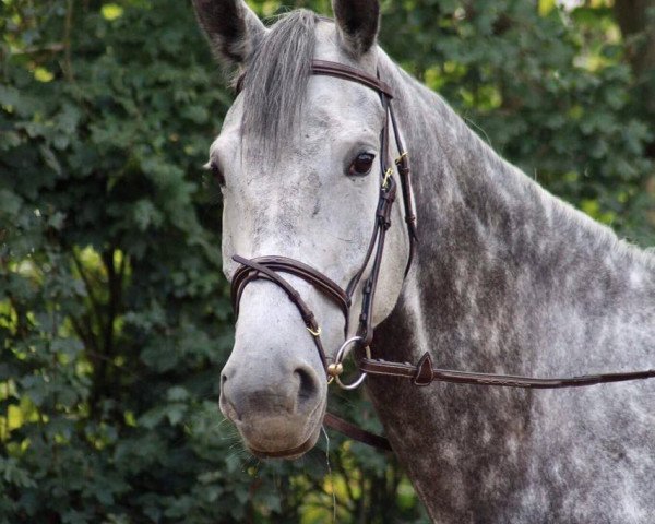 jumper Horess (Latvian Warmblood, 2012, from Hasans) jumper Horess (Latvian Warmblood, 2012, from Hasans)