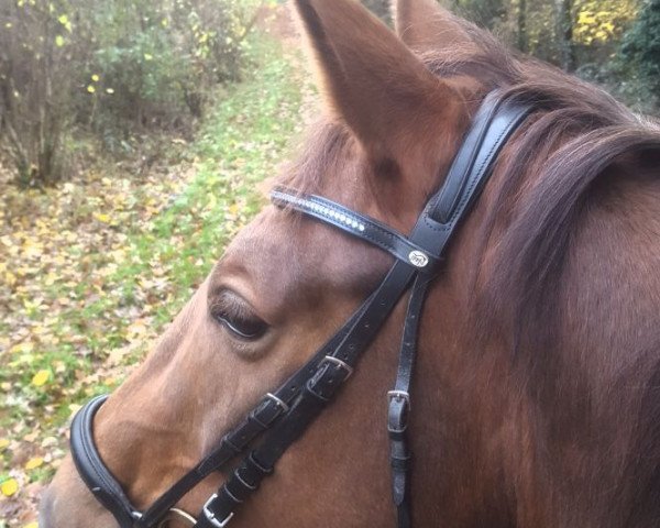 dressage horse Saskatchewan 2 (Westphalian, 2012, from Sorento OLD)
